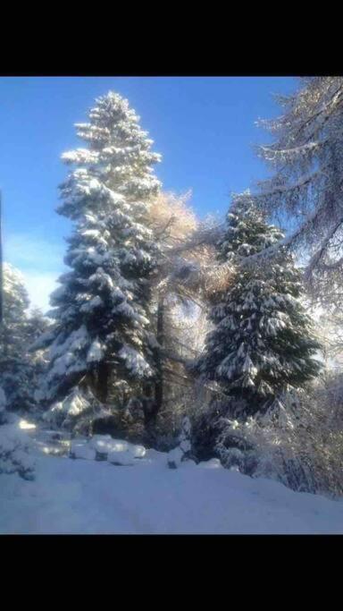 The Beeches Studio, Highlands Of Scotland Newtonmore Luaran gambar